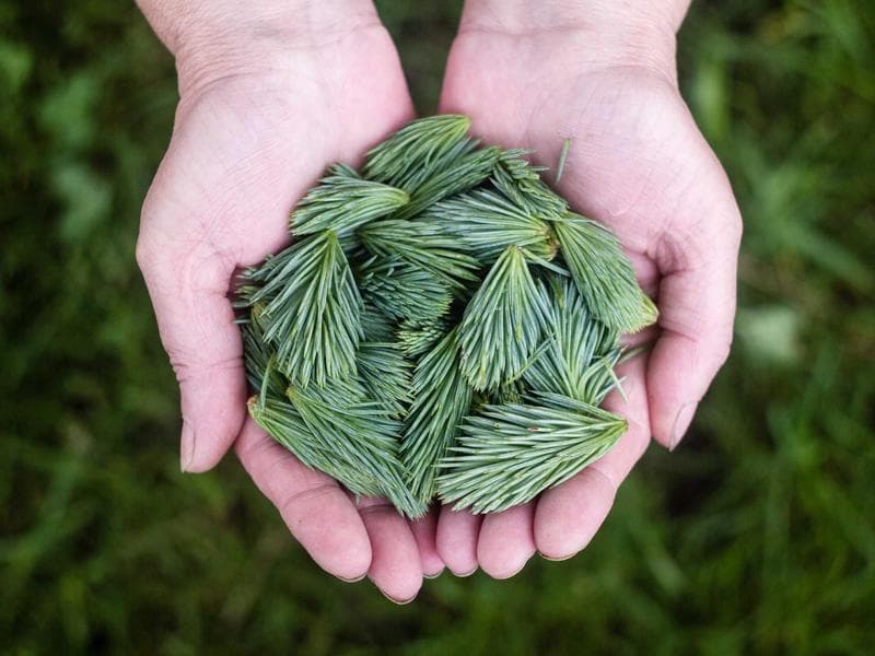 Mermelada de Fresa Silvestre